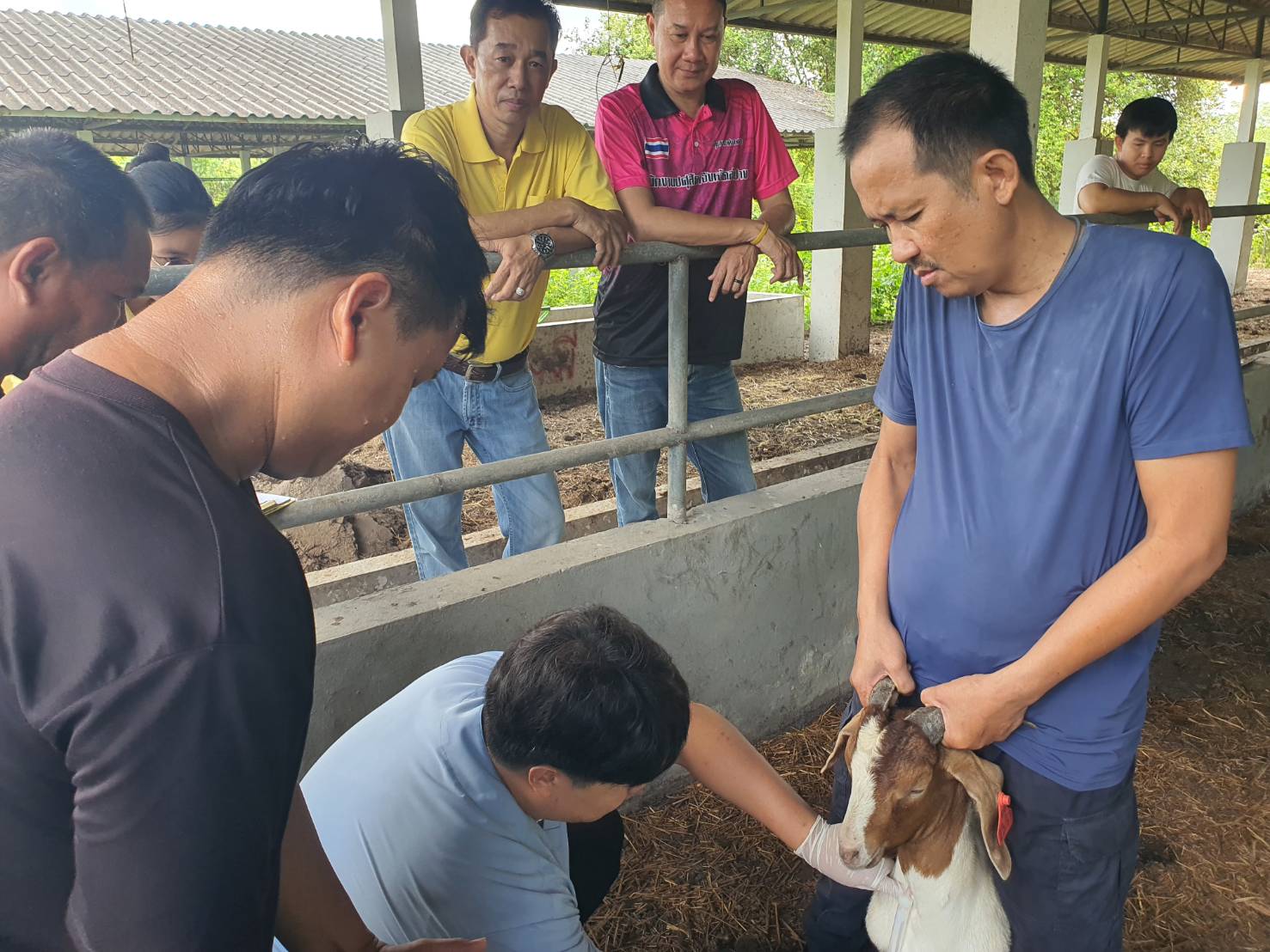 สำนักงานปศุสัตว์จังหวัดลำปาง ทำการเจาะเลือดแพะเพื่อทำการตรวจโรคแท้งติดต่อในแพะ หรือโรคบรูเซลโลซิส (Brucellosis) และตรวจสุขภาพแพะ